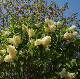 Сирень Примроуз (Primrose)