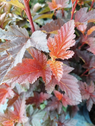 Пузыреплодник Шух (Schuch)