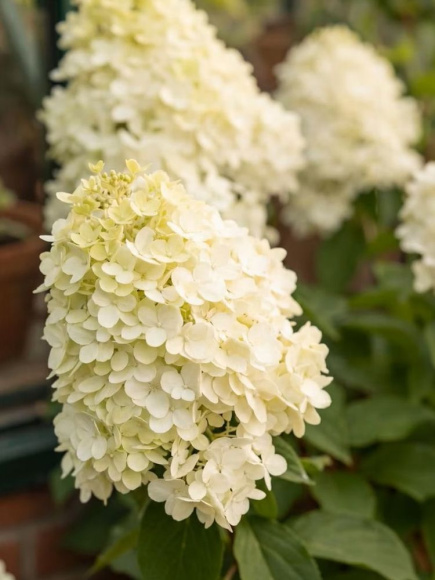 Гортензия Геркулес (Hercules) метельчатая купить с доставкой