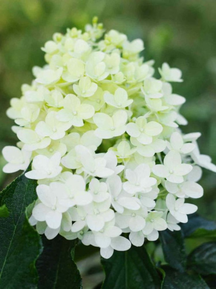 Гортензия Геркулес (Hercules) метельчатая купить с доставкой