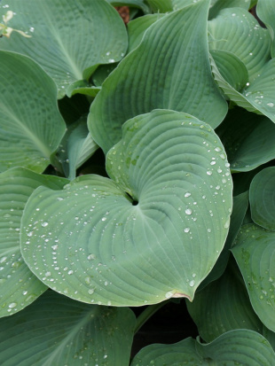 Хоста Биг Дэдди (Big Daddy) [L]