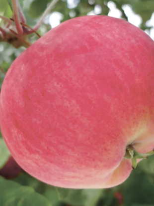 Яблоня Мантет