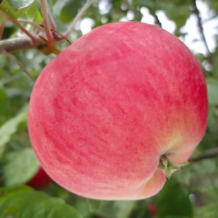 Яблоня Мантет