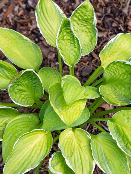 Хоста Кэптинз Эдвенчер (Captain's Adventure) [M] купить с доставкой