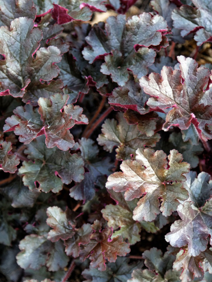 Гейхера Принц (Prince) купить с доставкой