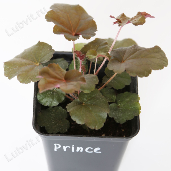 Гейхера Принц (Prince) купить с доставкой