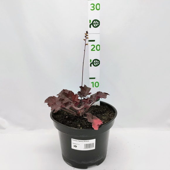 Гейхера Принц (Prince) купить с доставкой