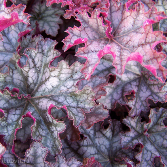 Гейхера Кан Кан (Can Can) купить с доставкой Гейхера Кан Кан (Can Can) купить с доставкой