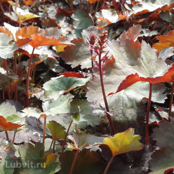 Весной гейхера Кан Кан (Can Can) молодые листья Весной гейхера Кан Кан (Can Can) молодые листья