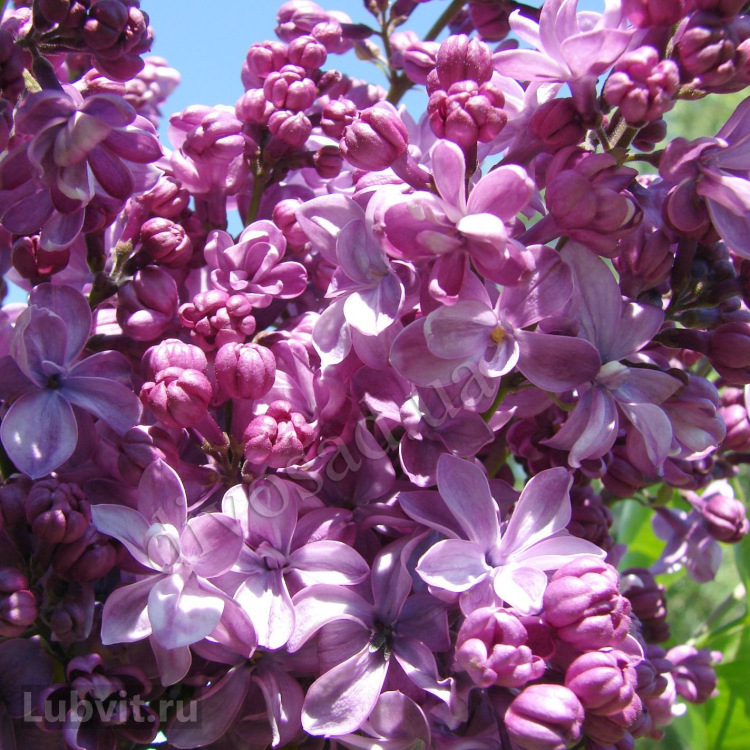 Сирень Виолетта (Violetta) можно купить недорого с доставкой в питомнике Любвитский