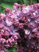 Сирень Виолетта (Violetta) купить с доставкой
