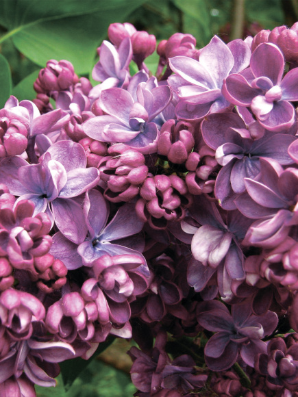 Сирень Виолетта (Violetta) купить с доставкой
