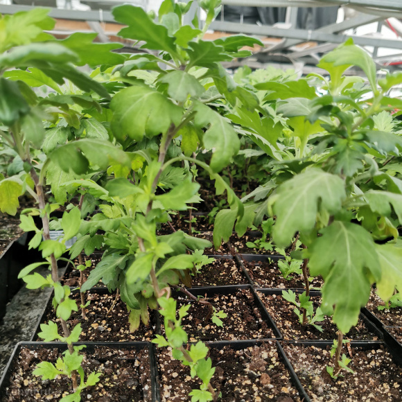 Хризантема мультифлора Оранж Стар (Orange Star) купить с доставкой