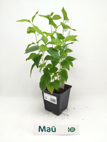 Чубушник ассортимент купить с доставкой Чубушник ассортимент купить с доставкой