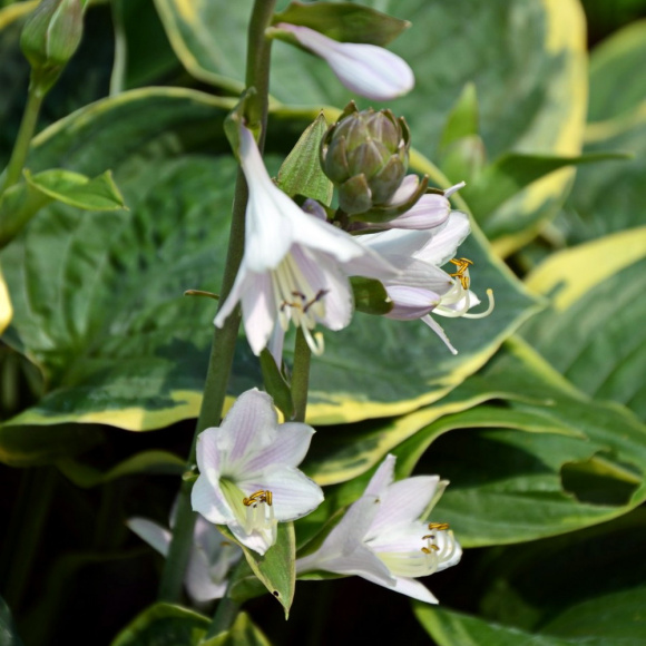 Хоста Кристмас Три (Christmas Tree) [M] купить с доставкой