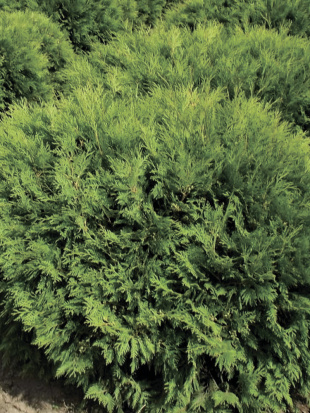 Туя Литл Чемпион (Little Champion)