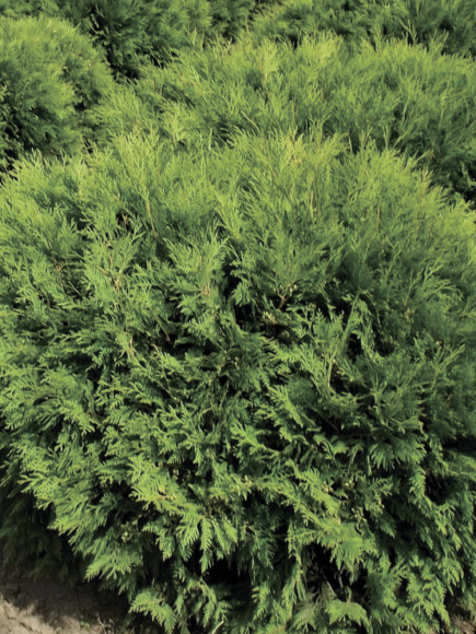 Туя Литл Чемпион (Little Champion) купить с доставкой