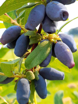 Жимолость Фиалка