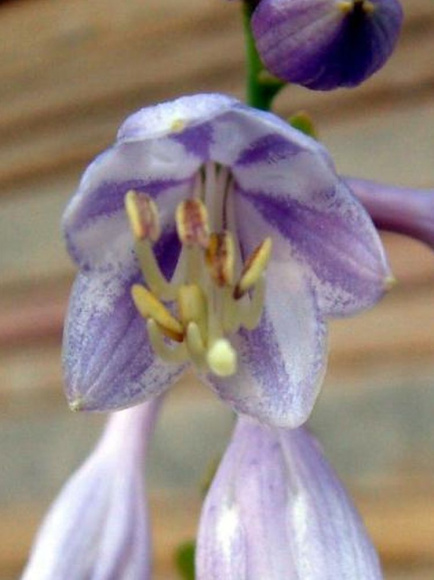 Хоста Анфогеттебл (Unforgettable) [L] купить с доставкой