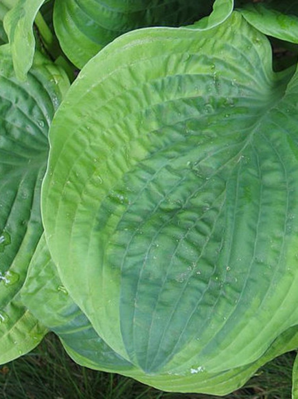 Хоста Анфогеттебл (Unforgettable) [L] купить с доставкой