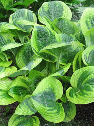 Хоста Анфогеттебл (Unforgettable) [L]