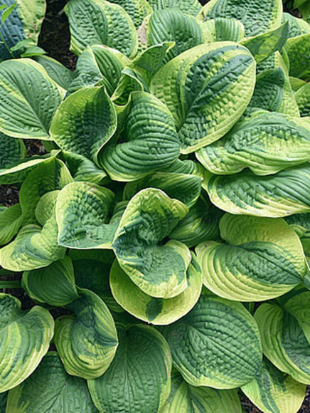 Хоста Анфогеттебл (Unforgettable) [L] купить с доставкой