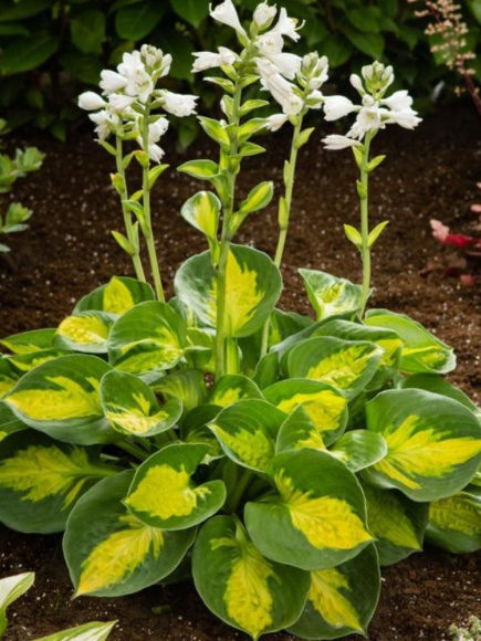 Хоста Сансет Грувз (Sunset Grooves) [M] купить с доставкой