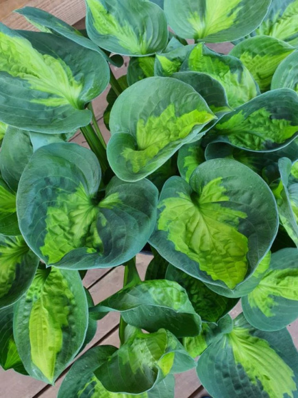 Хоста Сансет Грувз (Sunset Grooves) [M] купить с доставкой