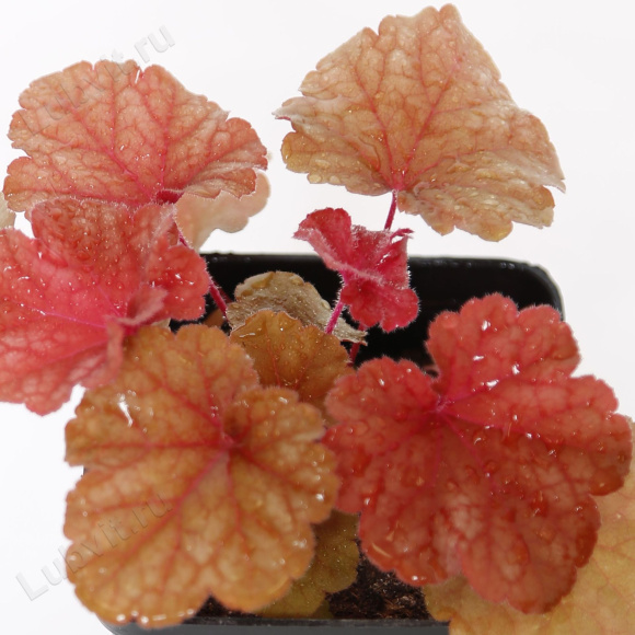 Гейхера Рио лист (Heuchera Rio)