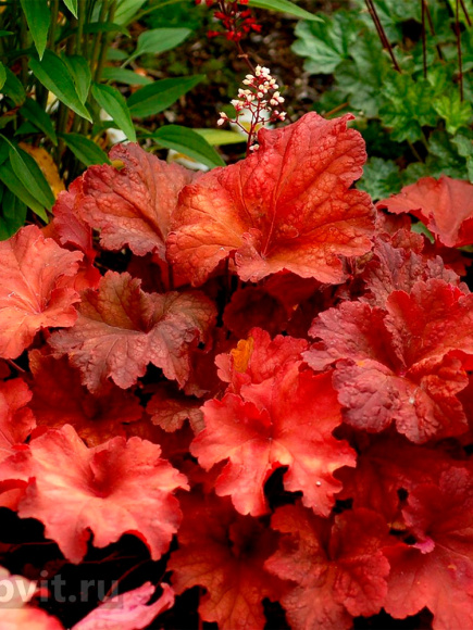 Гейхера Рио (Rio) купить с доставкой