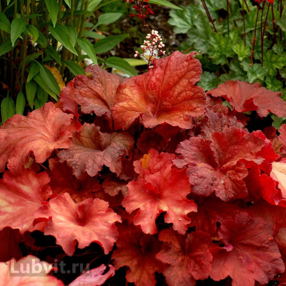 Гейхера Рио (Rio) купить с доставкой