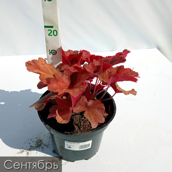 Гейхера Рио (Rio) купить с доставкой