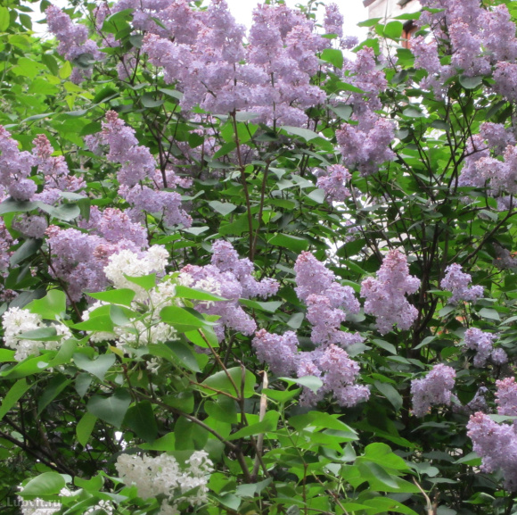 Сирень Маршал Ланн (Marechal Lannes) купить с доставкой