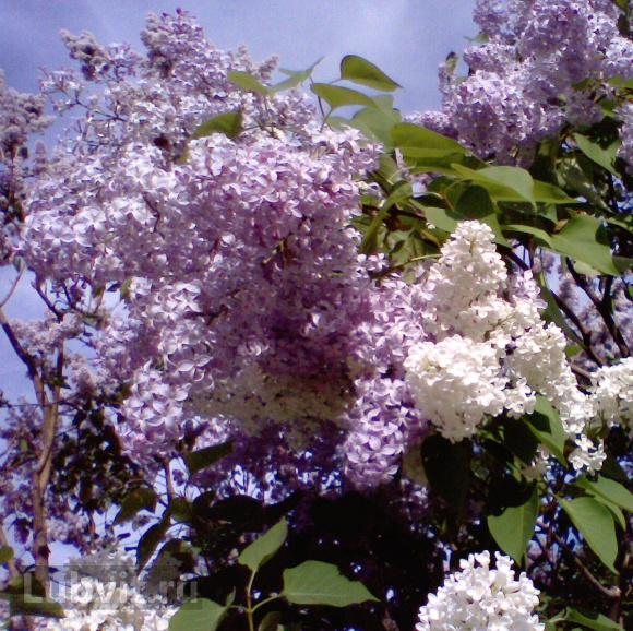 Сирень Маршал Ланн (Marechal Lannes) купить с доставкой