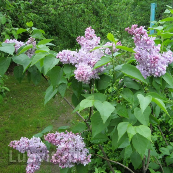 Сирень Маршал Ланн (Marechal Lannes) купить с доставкой