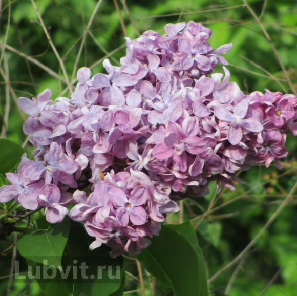 Сирень Маршал Ланн (Marechal Lannes) купить с доставкой