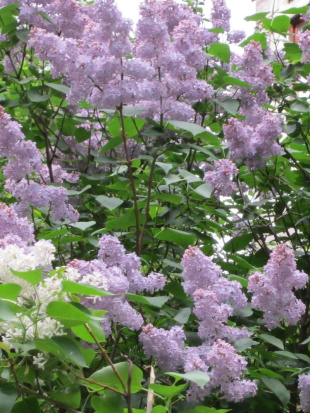 Сирень Маршал Ланн (Marechal Lannes)