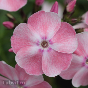 Флокс Алиса Фрейндлих