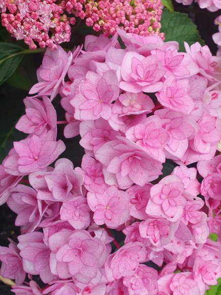 Гортензия Ю энд Ми Тугезе (You and Me Together) крупнолистная купить с доставкой