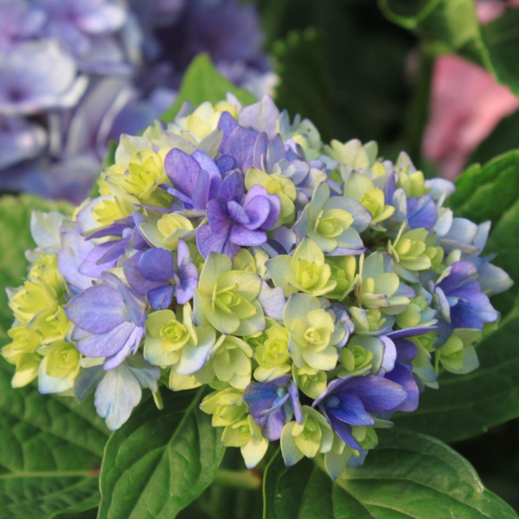 Гортензия Ю энд Ми Тугезе (You and Me Together) крупнолистная купить с доставкой