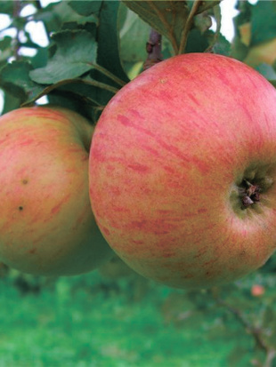 Яблоня Медуница