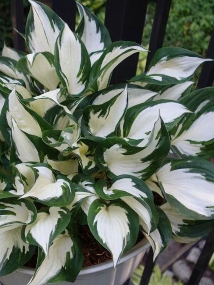 Хоста Файер энд Айс (Fire and Ice) [S] купить с доставкой