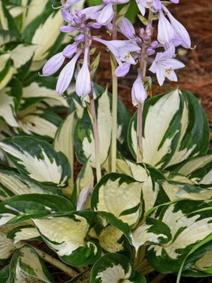 Хоста Файер энд Айс (Fire and Ice) [S]