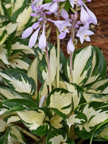 Хоста Файер энд Айс (Fire and Ice) [S] купить с доставкой