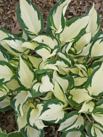 Хоста Файер энд Айс (Fire and Ice) [S] купить с доставкой