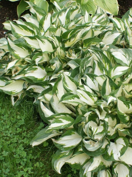 Хоста Файер энд Айс (Fire and Ice) [S] купить с доставкой