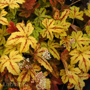 Гейхерелла Санрайз Фолс (Sunrise Falls)