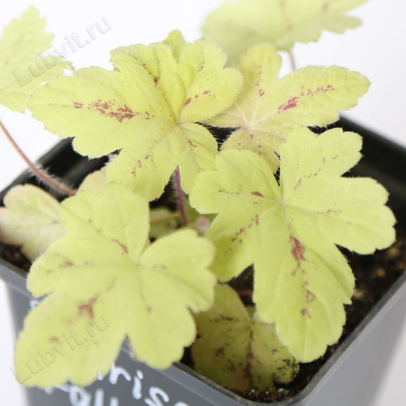 Гейхерелла Санрайз Фолс (Sunrise Falls) купить с доставкой