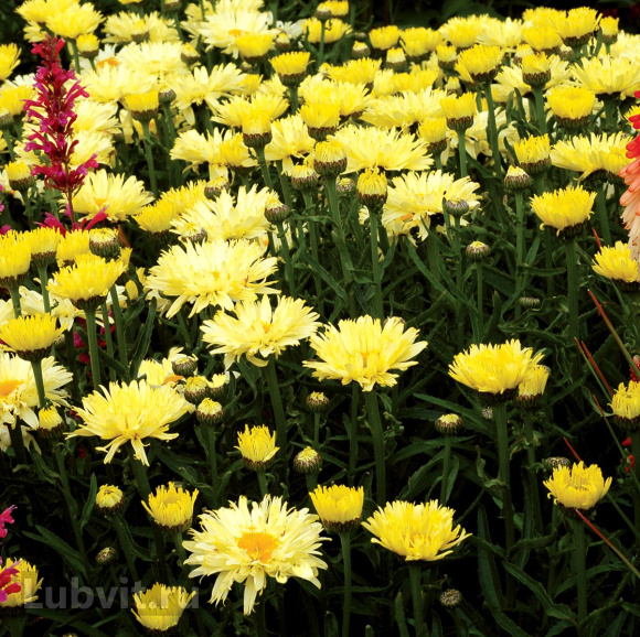 Нивяник Голдсмит (Goldsmith) купить с доставкой