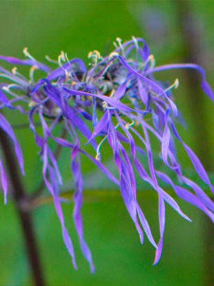 Флокс Гений